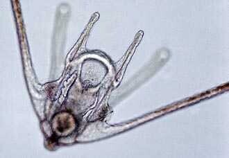 Spines of the brittle star larva are angled backwards. Image is dark against a grey background.