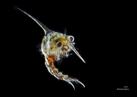 The zoea larvae of a crab looks like a shrimp with very long spines out of its head. Image is yellow red against a black background.