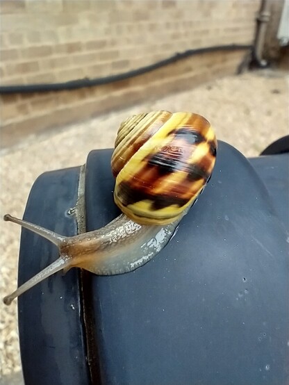 Image of Cepaea nemoralis shell and snail, yellow with bands