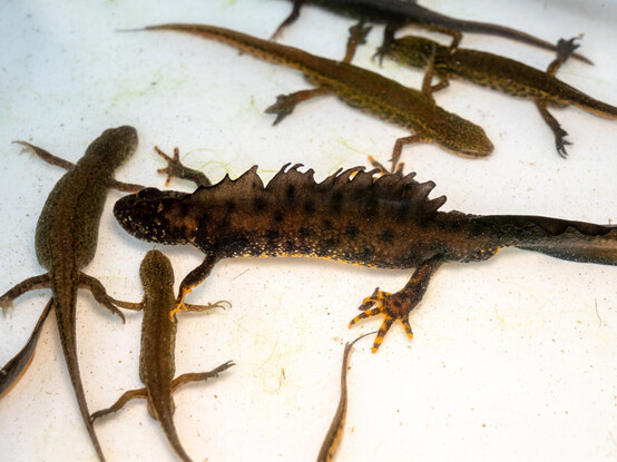 A male Great Crested Newt - a large amphibian, resembling a lizard. The newt is dark on top with a bright orange belly and a large spiky crest on its back. Around it are several smaller Palmate Newts, which are green-brown with dark speckles. The newts are in water in a white tray.