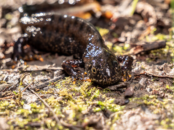 A male Great Crested Newt - a large amphibian, resembling a lizard. The newt has dark skin and is on bare ground, crawling towards the camera.