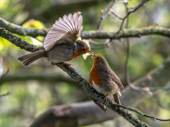 A pair of European Robins - small birds with bright orange breasts, white undersides and brown backs, tails, wings and tops of heads. The birds are perched on a twig and one is passing a mealworm to another. 