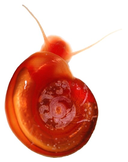 Biomphalaria glabrata snail
