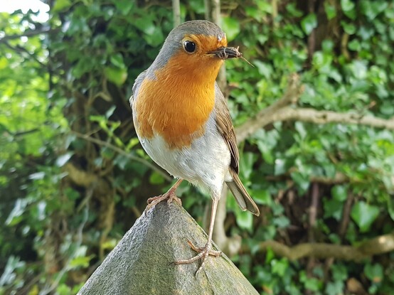 A European Robin - a small bird with a bright orange breast, white underside and brown back, tail, wings and top of head. The bird is perched on a fence post and has several spiders in his beak.