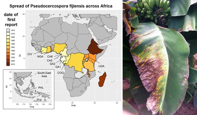 Left: map of Africa with countries and dates when the fungus Pseudocercospora fijiensis was first recorded on bananas (e.g. 1970s - Gabon, Ivory Coast, Cameroon until 2000 Madagascar and 2016 Ethiopia). Right: banana leaf partly brown or yellow due to the infection (from Wikimedia Commons)