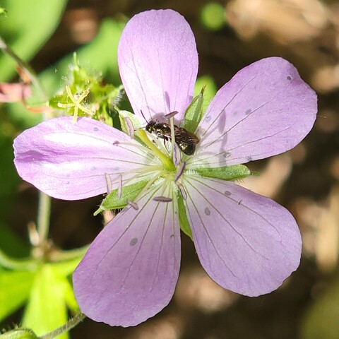 A photo of a pink Geranium maculatum flower. It has five broad teardrop-shaped petals. The flower fills the frame.

At the base of one petal, near the center of the flower, is a small, dark shiny metallic small carpenter bee, Caratina (Zadontomerus).
