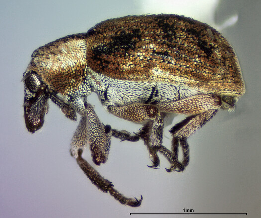 Side view of a tiny point-mounted weevil. The weevil is covered in small brown, black, and white scales.
