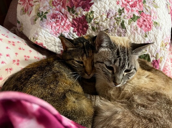 Two female cats cuddling on a bed. One is a tortoiseshell, the other is a light tabby.