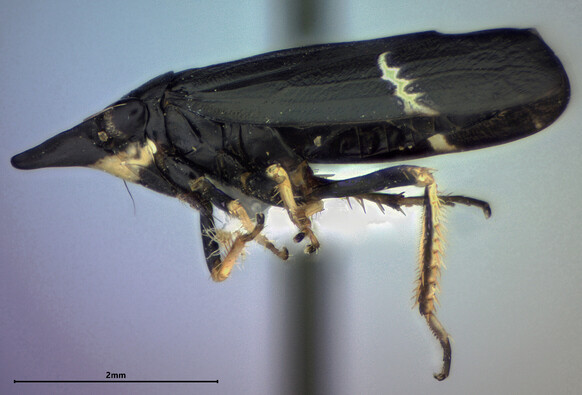 Side view of a point-mounted leafhopper. The hopper is mostly black, with cream-colored areas on the legs, face, and wings.