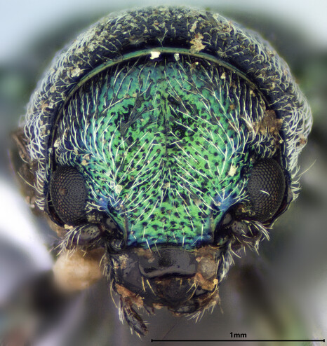 Close-up of the face of a shiny green beetle. The beetle's eyes and mouthparts are black, and the surface is covered in coarse white hair.