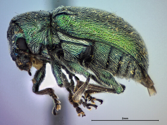 Side view of a small, point-mounted shiny green beetle covered in coarse white hair.