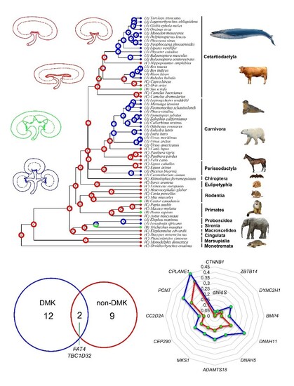 Phylogenetic tree showing the evolution of the discrete multirenculate kidney in mammals. Images of representative animals are shown, along with morphology of the kidney.