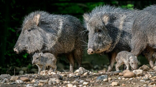 Photo by Petr Hamerink+Zoo Praha