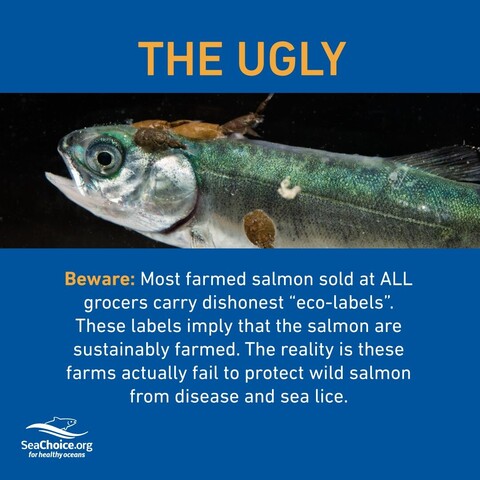 “Beware, most farmed salon sold at ALL grocers carry dishonest “eco-labels”. These labels imply that the salmon are sustainably farmed. The reality is these farms actually fail to protect wild salmon from disease and sea lice. 

(Photo of a young salmon with several sea lice.)