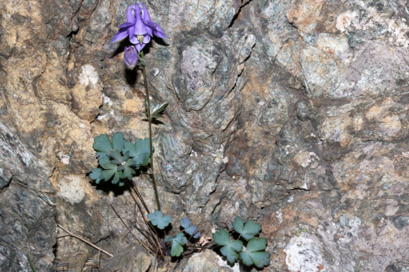 Aquilegia ophiolithica Barberis & E.Nardi
Monte Rama (Municipality of Cogoleto, GE, LIG, IT). June 11, 2022.