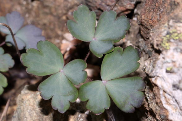 Aquilegia ophiolithica Barberis & E.Nardi
Monte Rama (Municipality of Cogoleto, GE, LIG, IT). June 11, 2022.