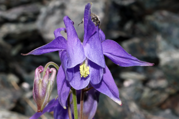 Aquilegia ophiolithica Barberis & E.Nardi
Monte Sejeu (Municipality of Ceranesi, GE, LIG, IT). May 29, 2022.