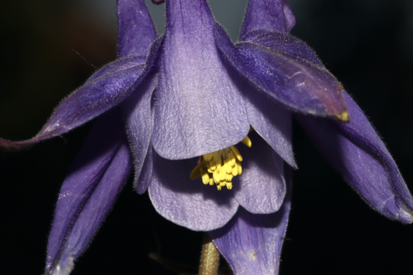 Aquilegia ophiolithica Barberis & E.Nardi
Monte Sejeu (Municipality of Ceranesi, GE, LIG, IT). May 29, 2022.