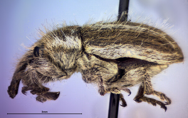 Side view of a very hairy, brown-and-white striped weevil.