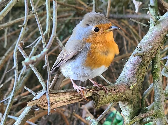 A European Robin - a small bird with a bright orange breast, white underside and brown back, tail, wings and top of head. The bird is perched on a tree branch.