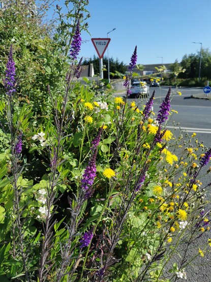 Wildflowers growing on the roadside