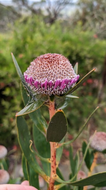 A rounded terminal cone has pink swellings at the base as individual flowers start to emerge
