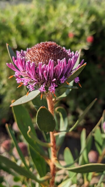 Flowers at the base fully emerged, with a stigma sticking out from a curled ribbon of 4 petals