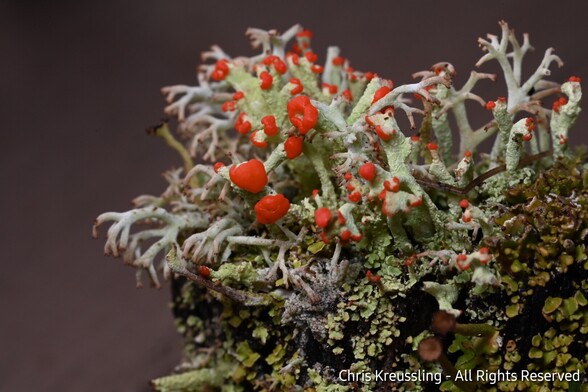 One of the photos resulting from th





One of THE SHOTs from THE SETUP above. The subject is revealed to be a tangle of lichens and moss, hidi g the rotting wood which is their substrate.




