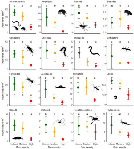 Figure 3 from the paper. Quote: “Mean ± SD litter invertebrate abundances per m2 in temperate rainforest sites experiencing different levels of fire severity during Australia's 2019–2020 gigafires.”