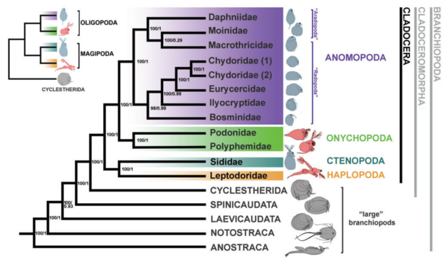 Cladoceran phylogeny from: Van Damme, K., L. Cornetti, P. D. Fields, and D. Ebert. 2022. Whole-Genome Phylogenetic Reconstruction as a Powerful Tool to Reveal Homoplasy and Ancient Rapid Radiation in Waterflea Evolution. Systematic Biology 71: 777-787.