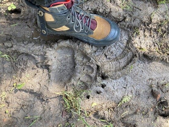 Der Abdruck einer Börenpfote im Matsch und daneben zum Größenvergleich ein Wanderschuh, Größe 38