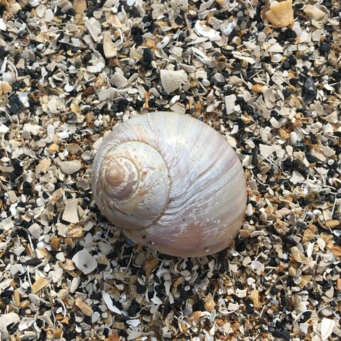 close up of a spiral shell on a broken shell beach