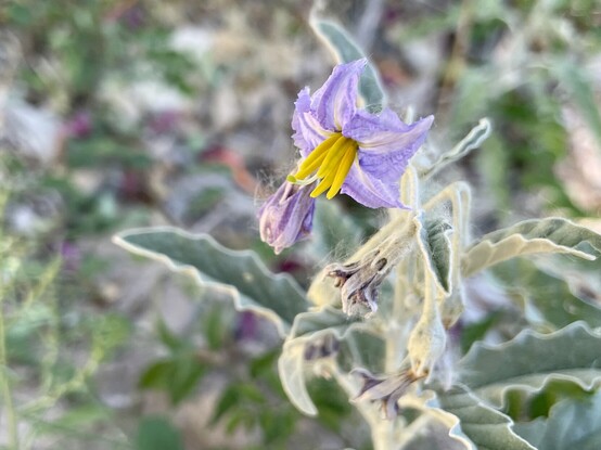 A pale lavender flower with widely exserted outspread stamens