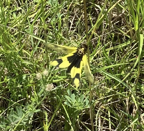 Ein Schmetterlingshaft, ein Netzflügler, der auffällig schwarz-gelb gefärbt ist und wie ein Zwischending zwischen Libelle und Schmetterling aussieht