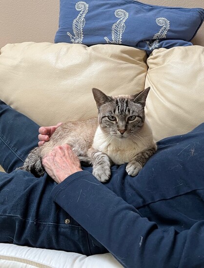 A light colored female tabby, laying on a reclined woman's lap, on a cream leather couch. The cat is staring at the camera, looking perturbed at being disturbed by the camera person (me).