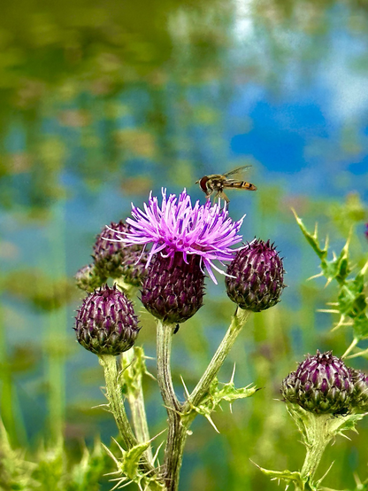 close up photo of a marmalade hoverfly on a pink creeping thistle 