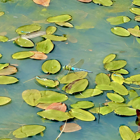 an emperor dragonfly (green head and thorax and blue/black striped abdomen) on a floating pondweed leaf on a pond. common blue damselflies can be seen on other pondweed leaves around the emperor dragonfly