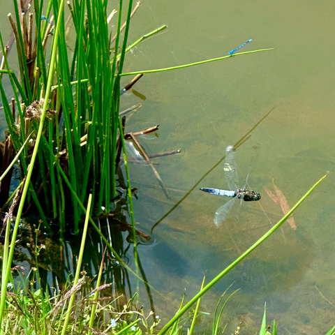 common rush in a pond, with a black tailed striker dragonfly in flight to the right. a common blue damselfly can be seen on a blade of rush grass behind the striker dragonfly 