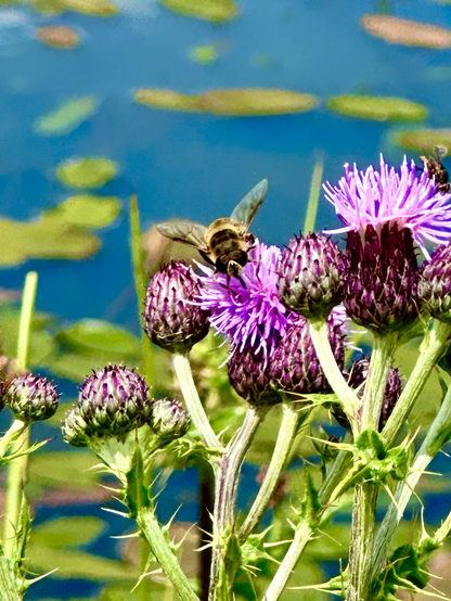 close up photo of a tapered drone fly on a pink creeping thistle