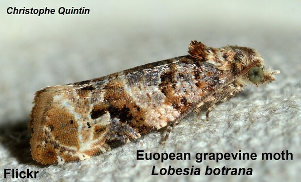 Image of the adult European grapevine moth (Lobesia botrana) - source Flickr (https://www.flickr.com/photos/34878947@N04/16925214719/)