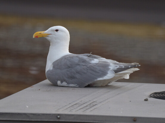 An adult Glaucous-winged Gull sitting on an rooftop HVAC unit, keeping watch over its young.