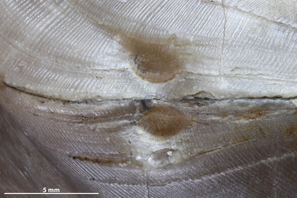 Close-up of a new type of shell damage in Ordovician brachiopod Porambonites (Porambonites) laticaudata. There is a pair of small pits with somewhat different outline in the shell surface at the anterior commissure of the brachiopod. These pits are oriented in lateral direction, about 40 degrees from the direction of the sulcus on the anterior commissure.