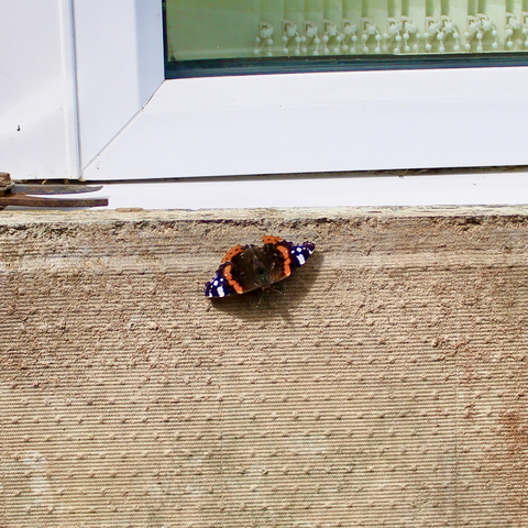 a red admiral butterfly, wings open, perched on a wall
