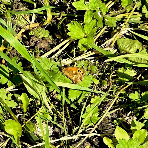 a meadow brown butterfly, wings slightly open, perched amongst some clovers on the ground