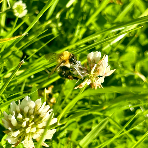 a bumblebee on a clover flower amongst some grass 