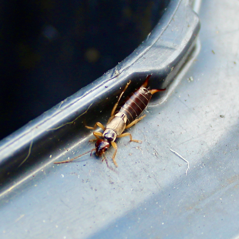 a forficula earwig facing the camera on the edge of a bin lid 