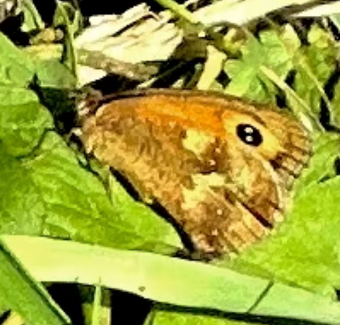 close up of a gatekeeper butterfly on a clover leaf. the butterfly has a black circle near the top of its wing with two white dots within the circle, which is one of the ways to distinguish this species from the visually-similar meadow brown butterfly (which has only one white dot in the black circle) 