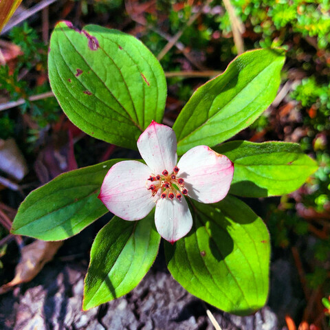 A single bunchberry flower.  