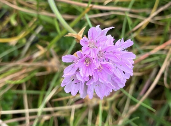 A purple flower head made up of lots of individual bell shaped flowers. The background is out of focus grassy green and brown stalks. 