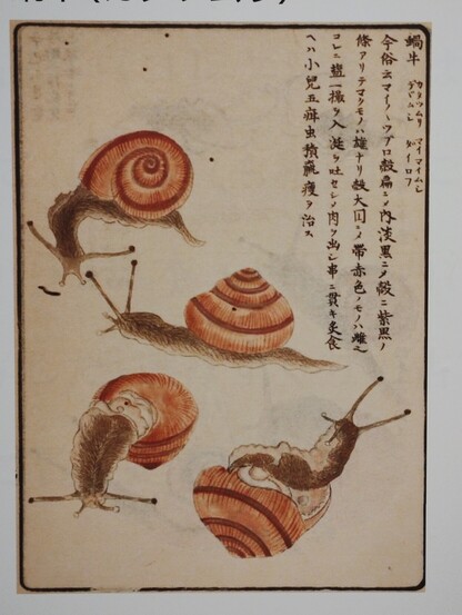 Hand drawn snails from an early manuscript